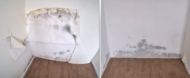 Mold Testing and Removal in Lake Shore, UT